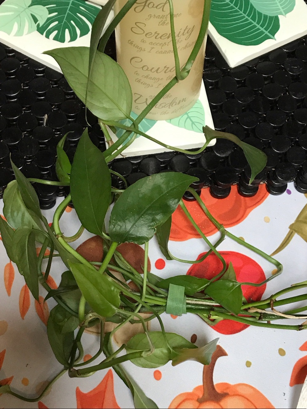 Unknown Green Pothos Trailing cutting